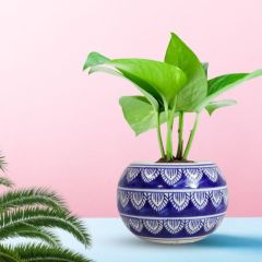 Khurja Pottery Outdoor Pot – Apple Shape, Navy Blue, Large Size (6 Inches)